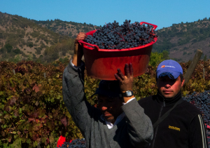 Wine Harvest Chile