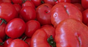 Hungarian Tomatoes